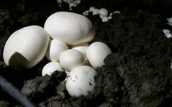  双孢菇